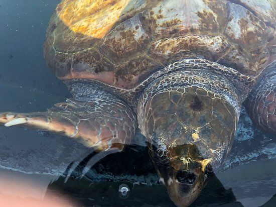 el Centro de Recuperacion y Conservación de Tortugas Marinas de Morro Jable