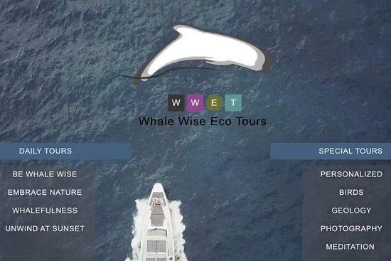 Whale Wise Eco Tours