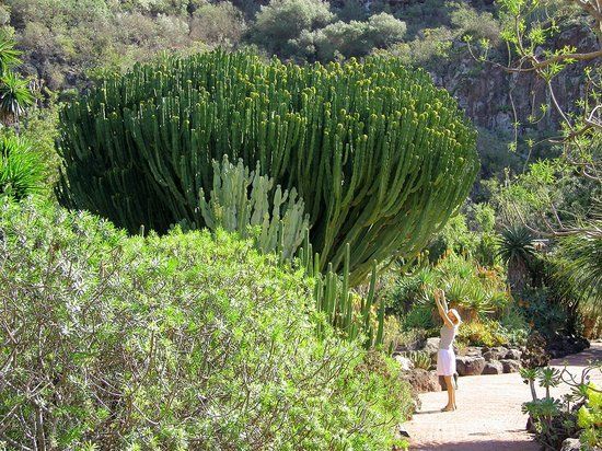 Jardín Botánico Viera & Clavijo