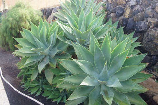 Aloe Park Tenerife