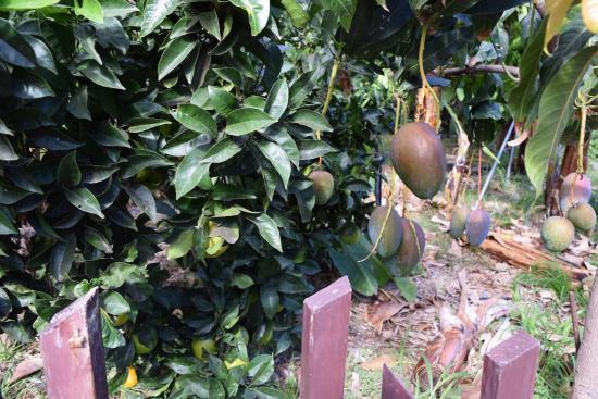 el Jardín de Frutas Tropicales
