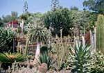 Palmex Cactus
