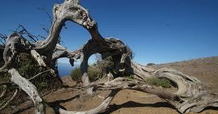 El Hierro Sabinar