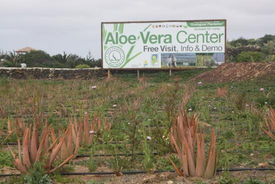 la Finca Canarias Aloe Vera